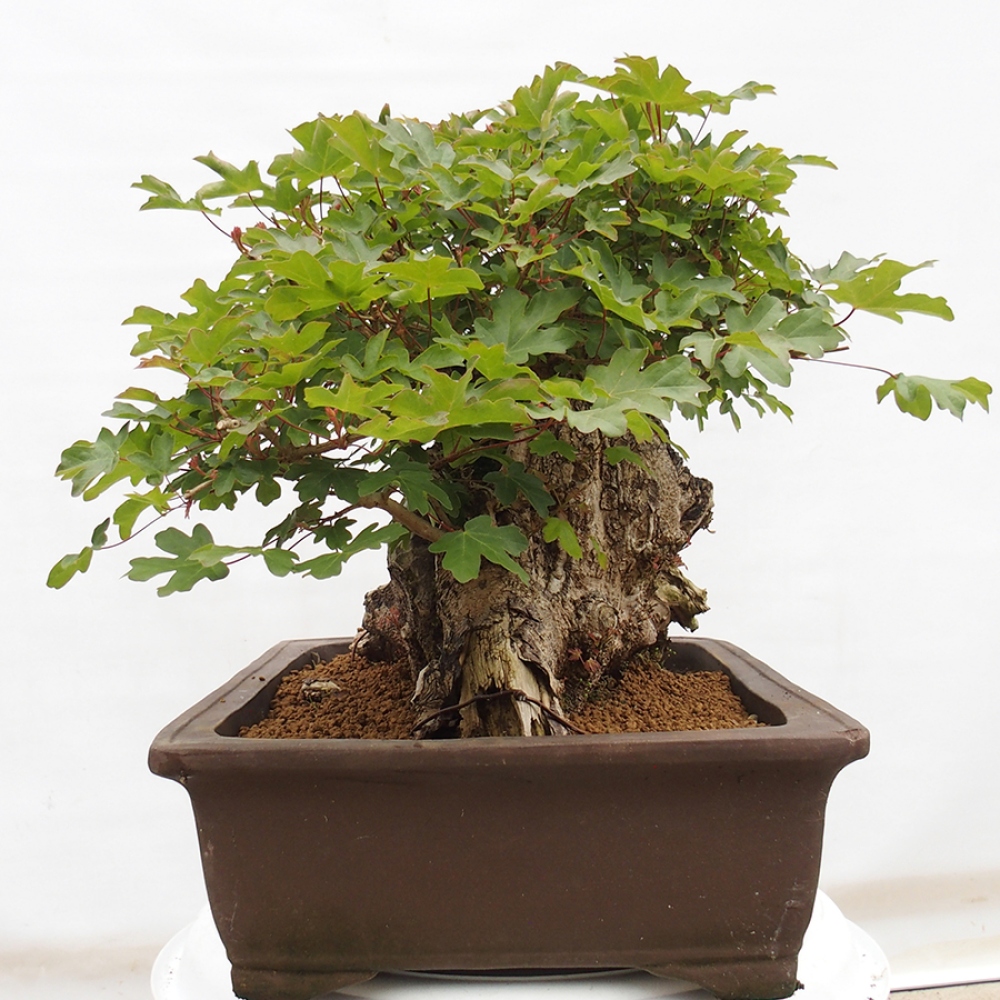 Vonkajší bonsai - Javor Francúzsky - Acer Nonspessulanum