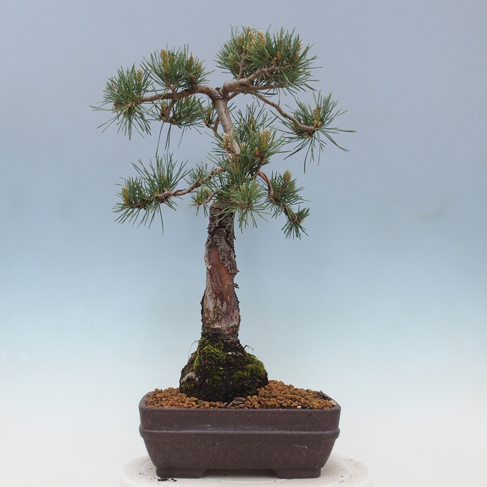 Vonkajšie bonsai - Pinus Sylvestris - Borovica lesná