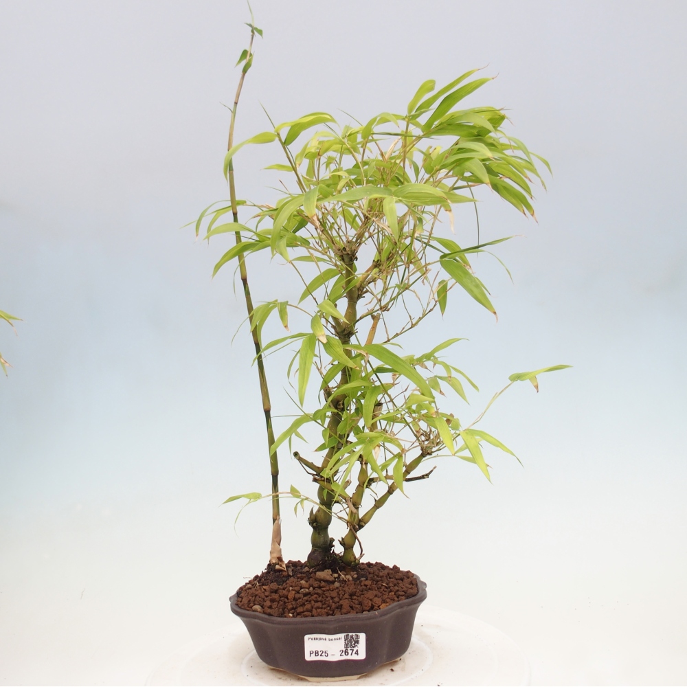 Izbová bonsai - Bambus budha-Bambus budhovo brucho
