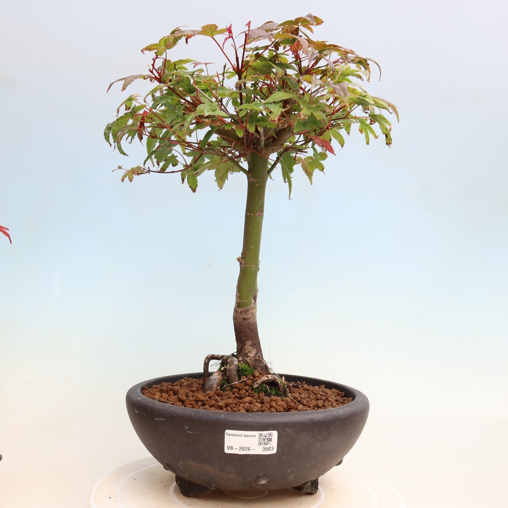 Vonkajší bonsaj - Acer palmatum DESHOJO