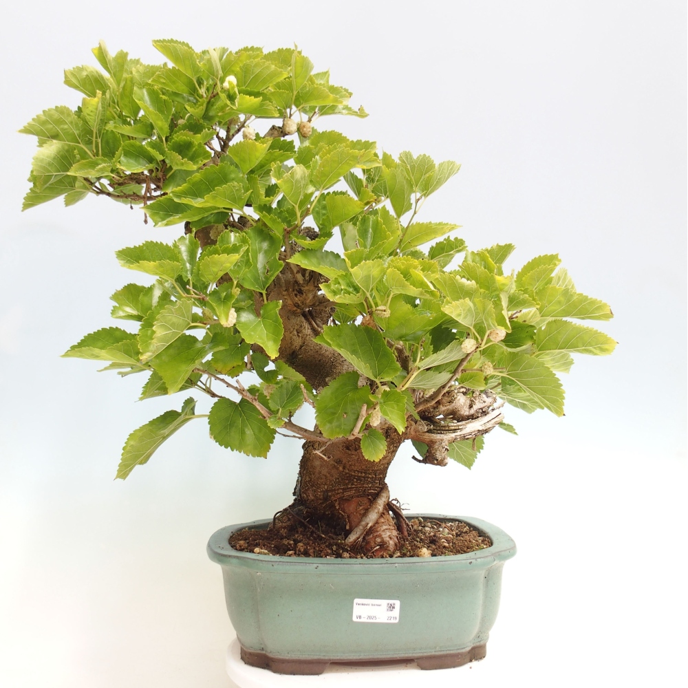 Vonkajšie bonsai -Morus albumy - moruše