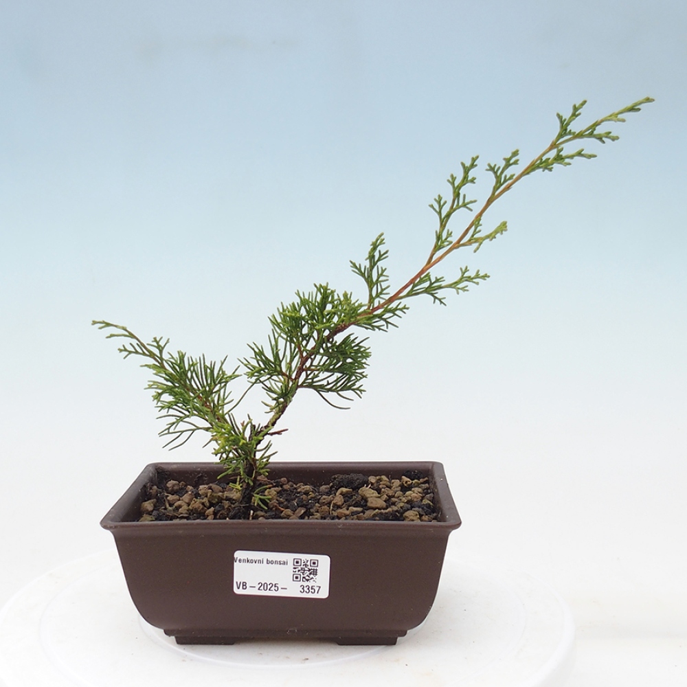 Vonkajší bonsai - Juniperus chinensis Itoigawa -Jalovec čínsky