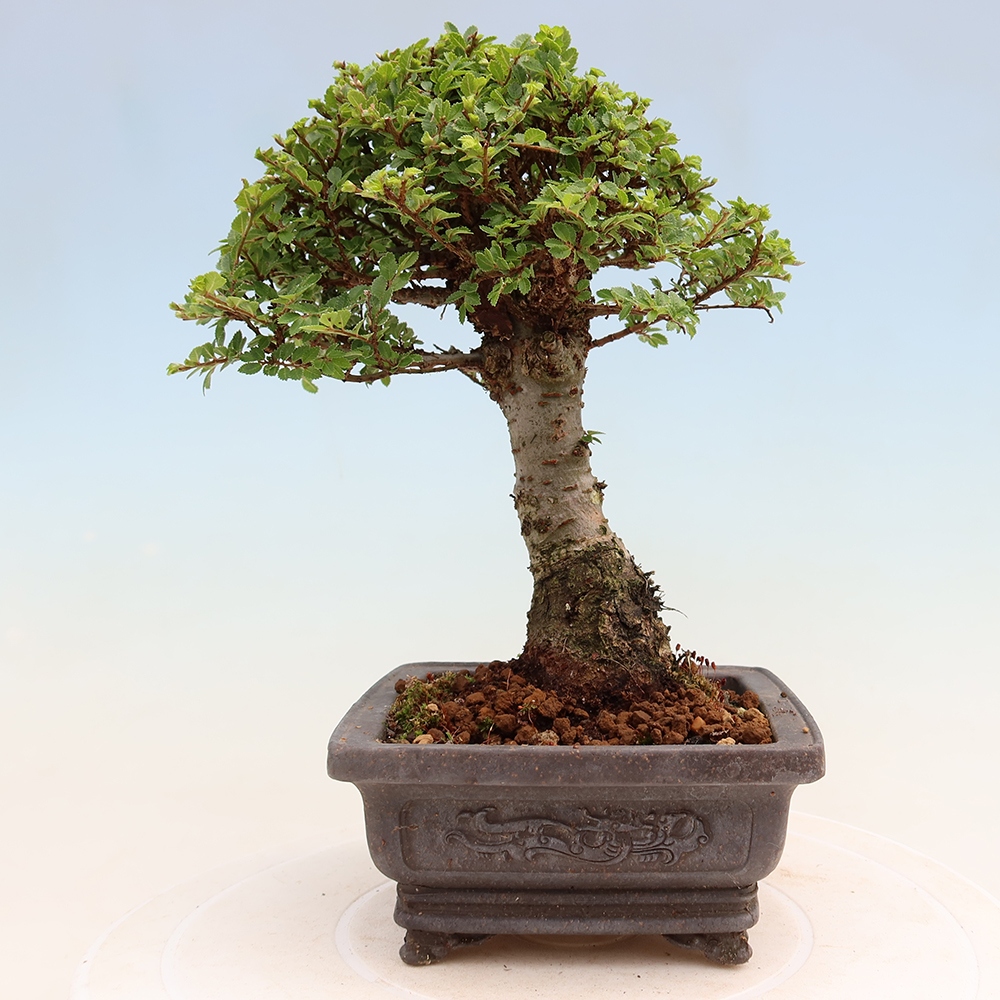 Vonkajší bonsai – Ulmus parvifolia Sagei – javor malolistý