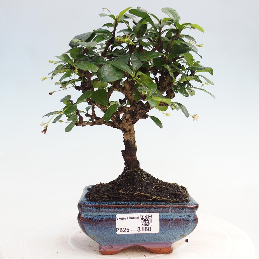 Izbová bonsai - Carmona macrophylla - Čaj fuki