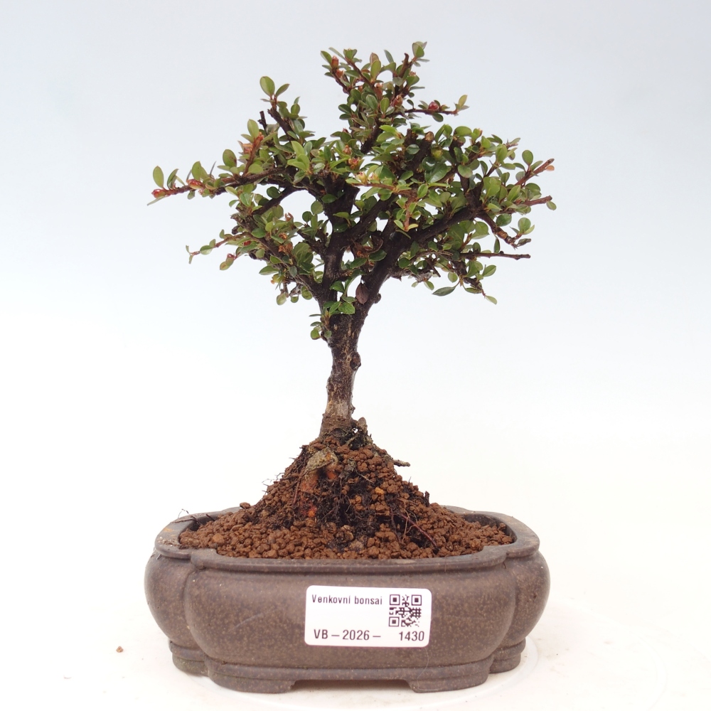 Vonkajšie bonsaje - Cotoneaster horizontalis - Skalnaté hory