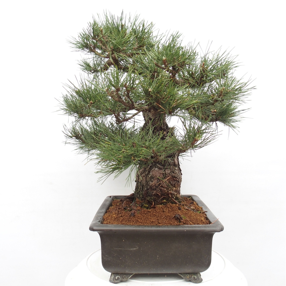 Vonkajšie bonsai - Pinus thunbergii - Borovica thunbergova