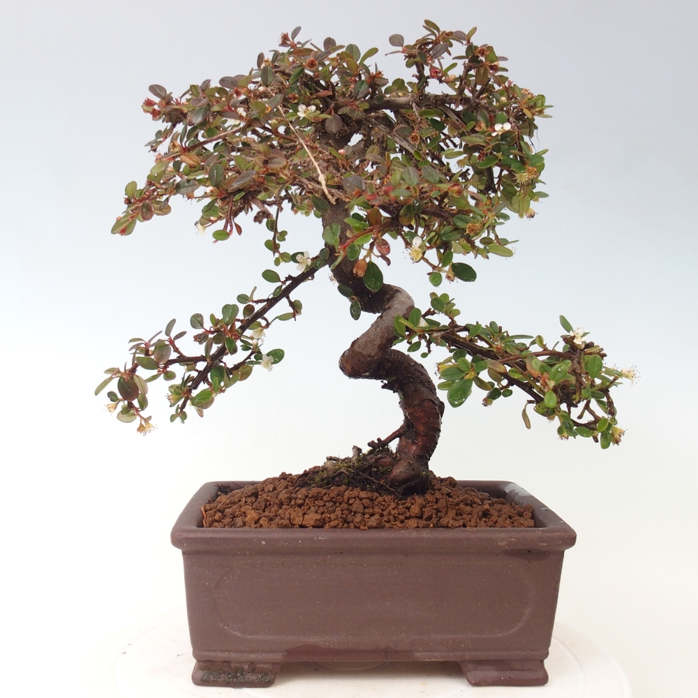 Vonkajší bonsaj-Cotoneaster dammeri - Damerova skala