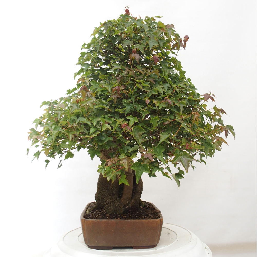 Vonkajšie bonsai - Javor Buergerianum - Javor Burgerův