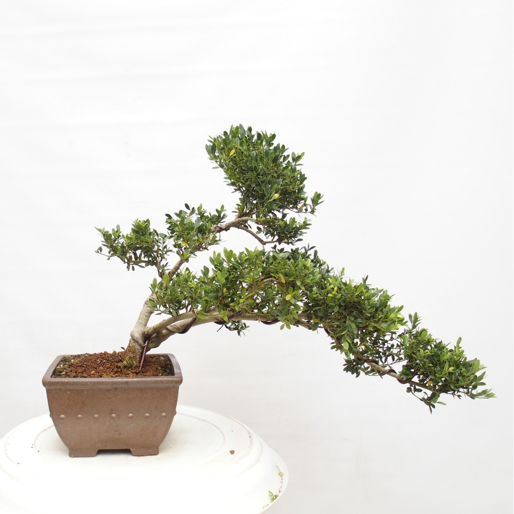 Izbová bonsai - Ilex crenata - Cezmína