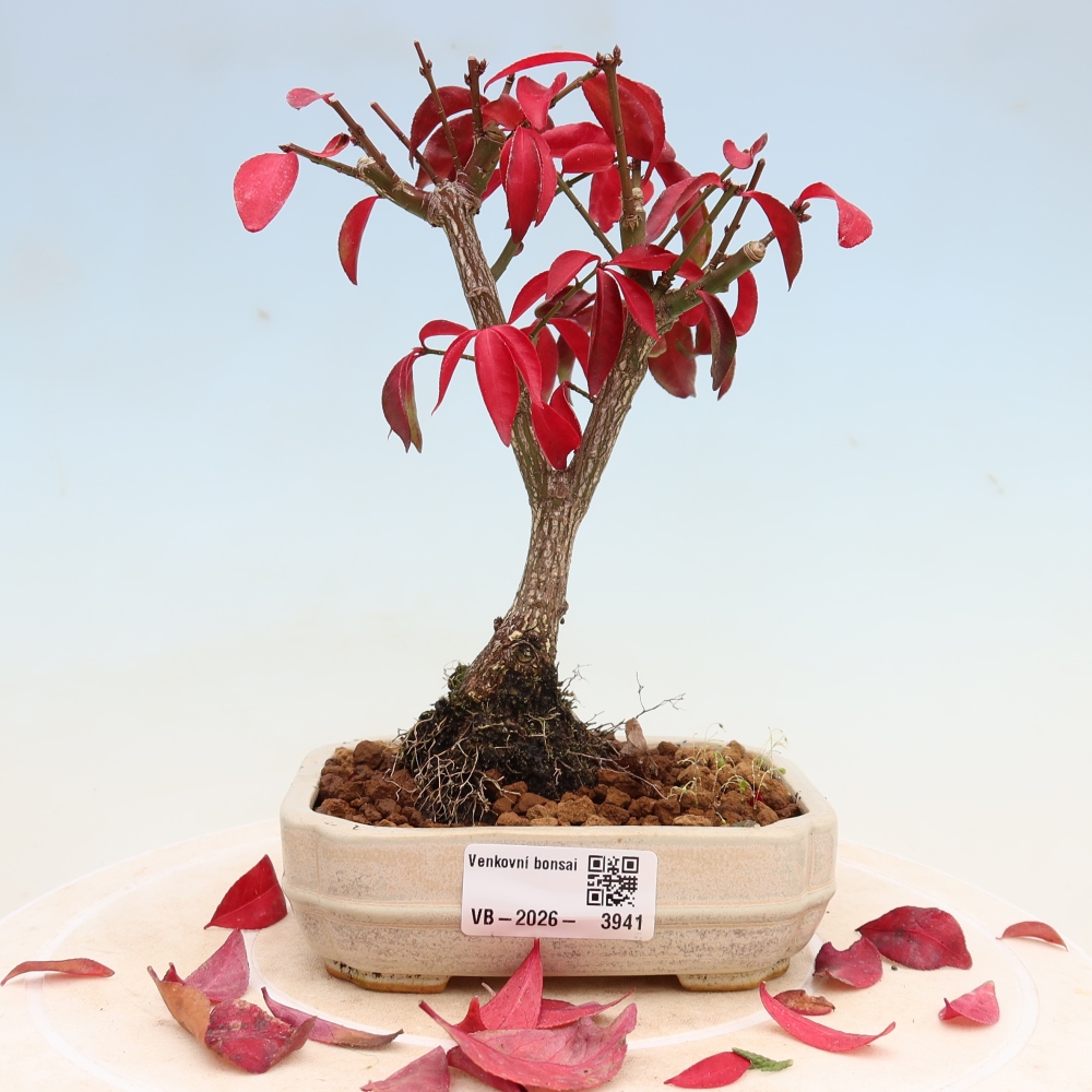 Vonkajší bonsai – Euonymus alatus comactus – krídlatý brslen