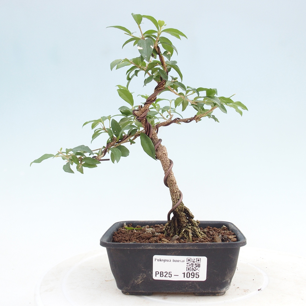 Izbová bonsai - Malpighia coccigera- Barbdorská čerešňa