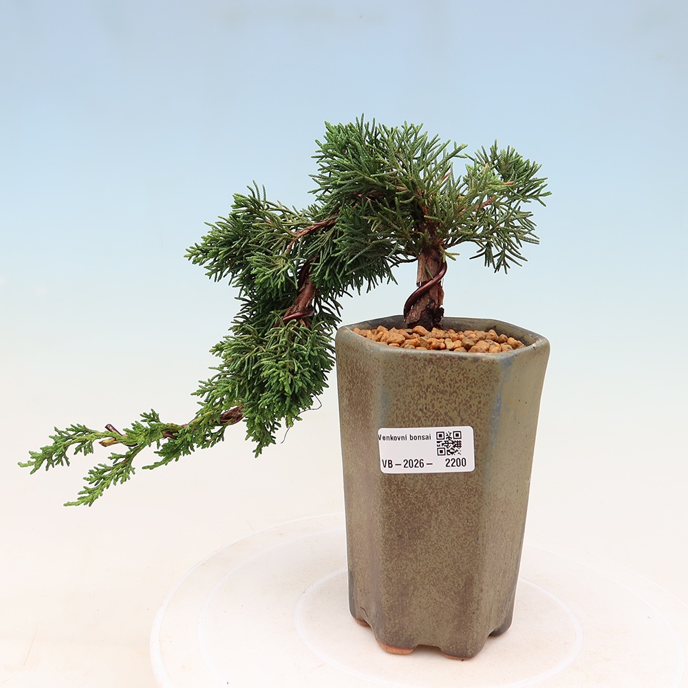 Vonkajší bonsaj - Juniperus chinensis Kishu
