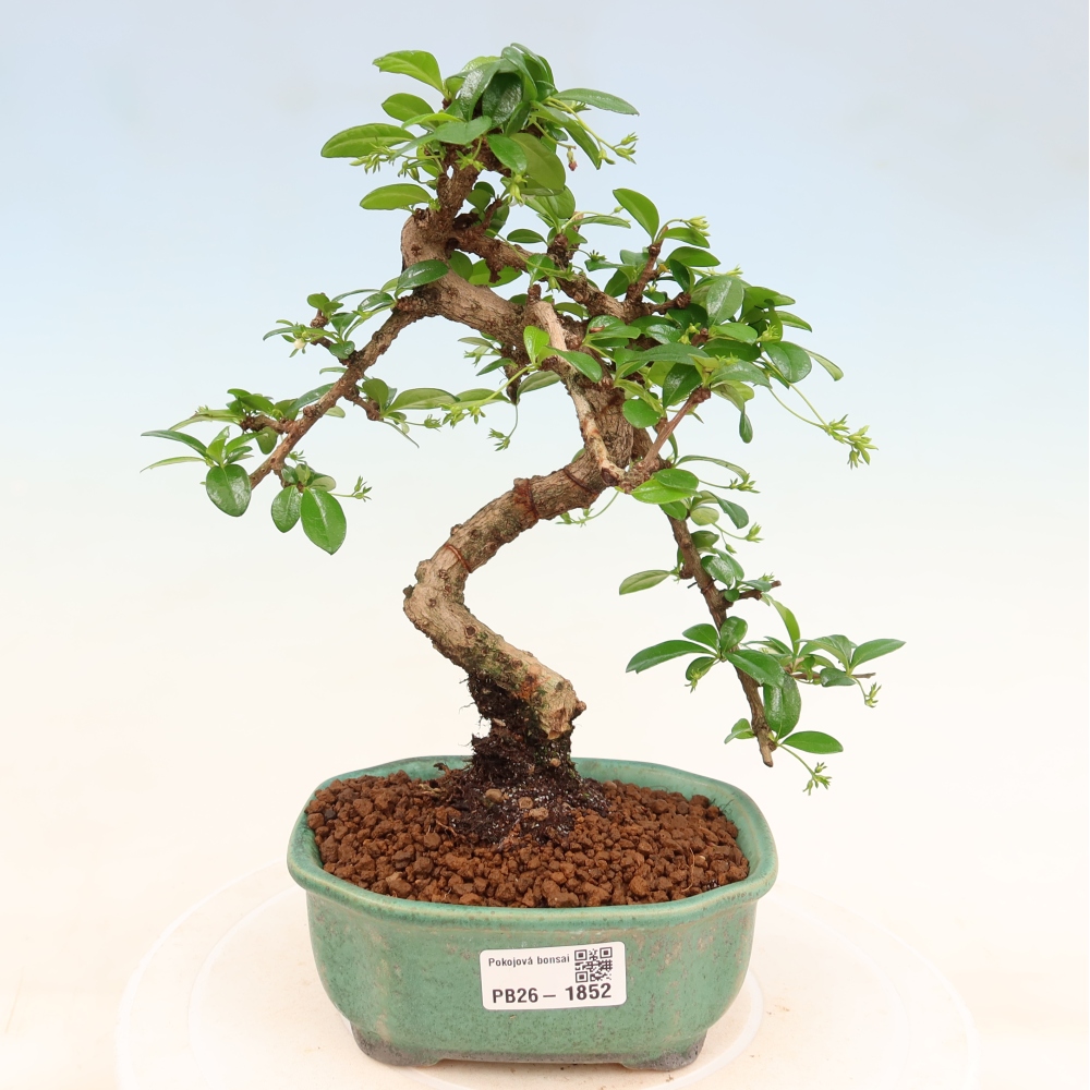 Izbové bonsaje - Carmona macrophylla - Tea fuki