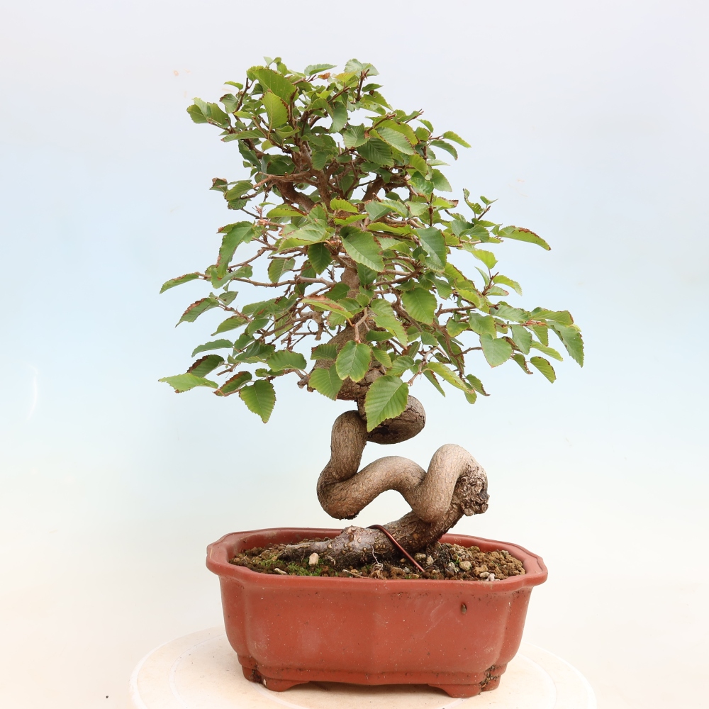 Vonkajšie bonsaje -Carpinus CARPINOIDES - Hrab kórejský