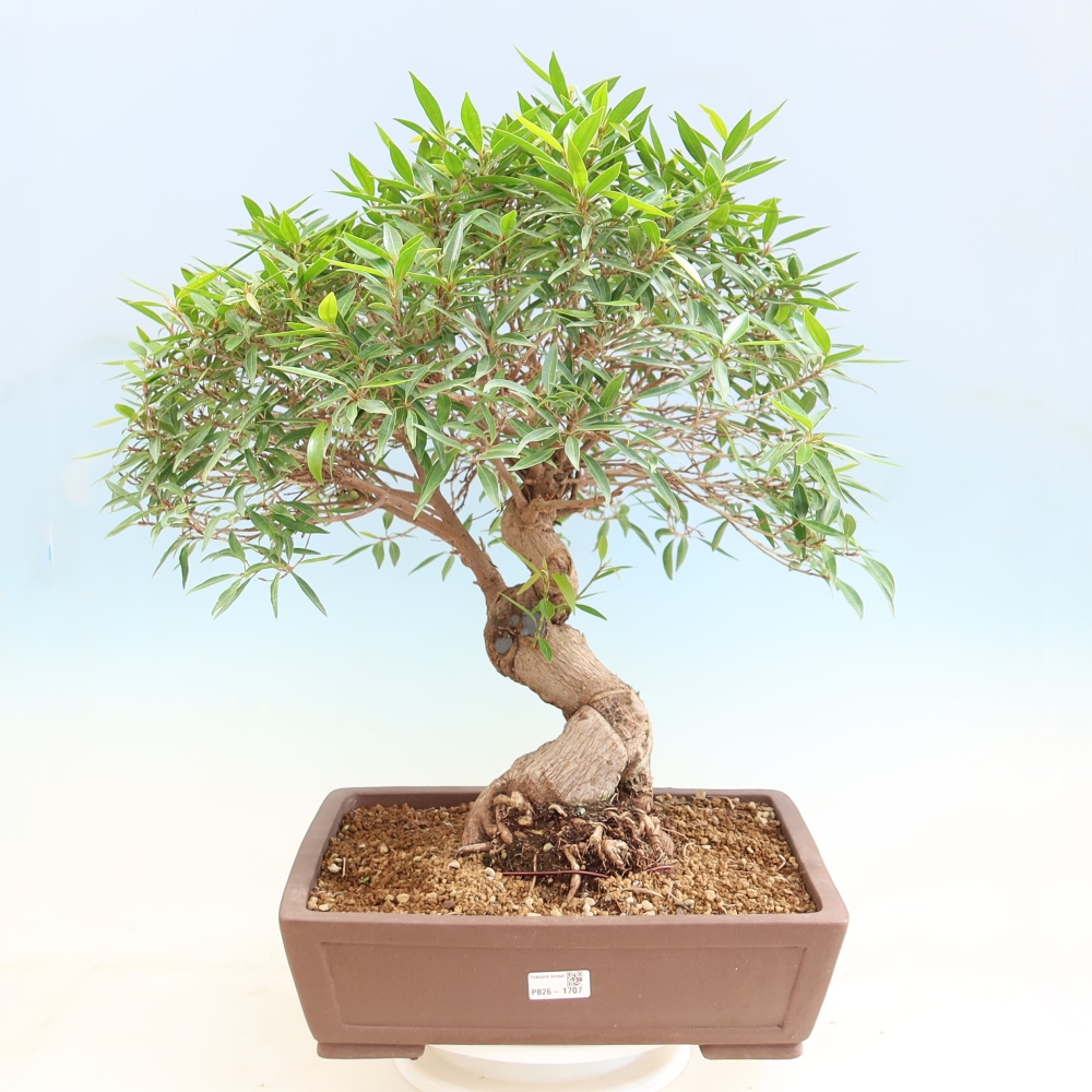Izbové bonsaje - Ficus nerifolia - fíkus drobnolistý