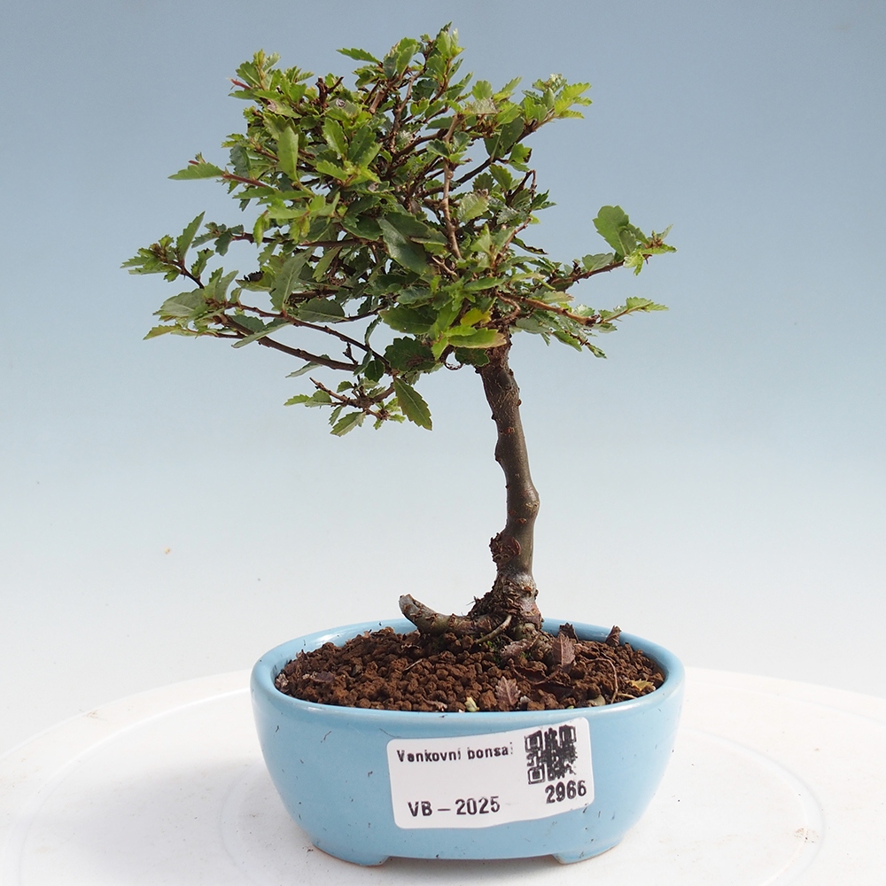 Vonkajší bonsai - Ulmus parvifolia Sagei - Malolistý brest