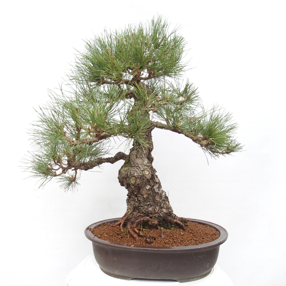 Vonkajšie bonsai - Pinus thunbergii - Borovica thunbergova