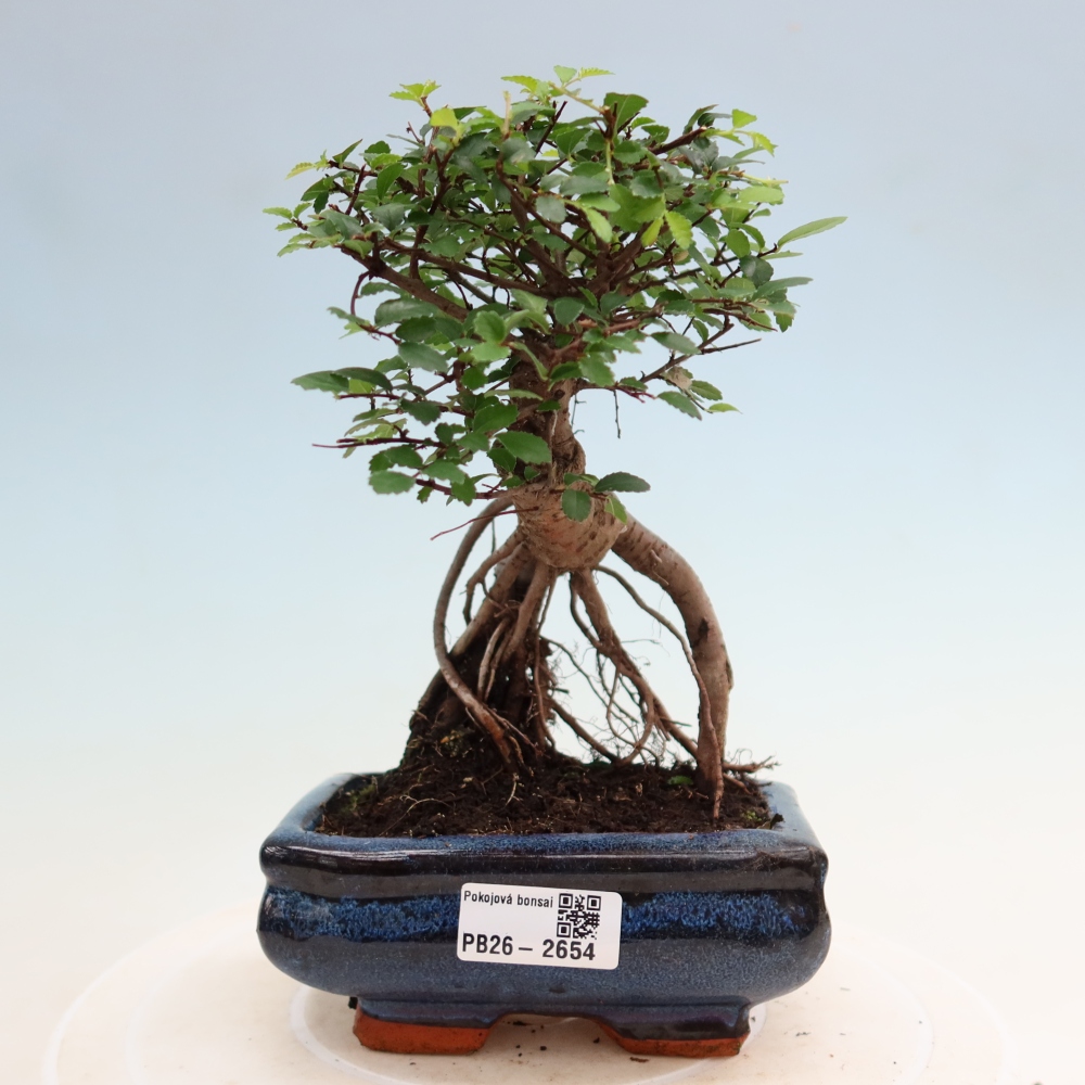 Izbový bonsaj - Ulmus parvifolia - brest malolistý