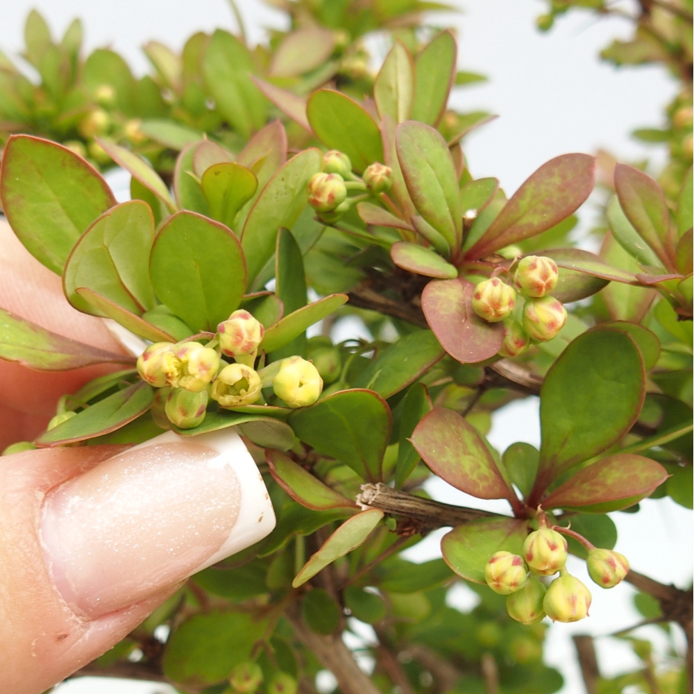 Vonkajšie bonsaje - Berberis coreana