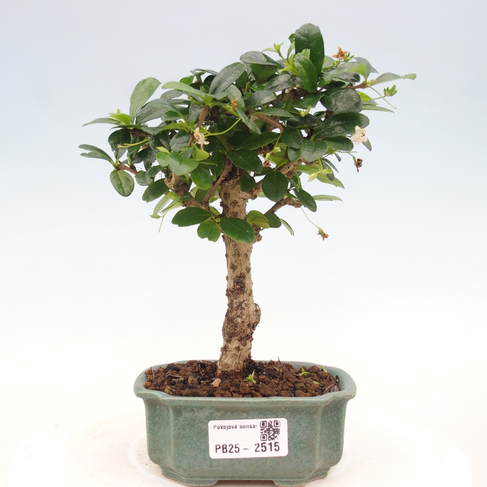 Izbová bonsai - Carmona macrophylla - Čaj fuki