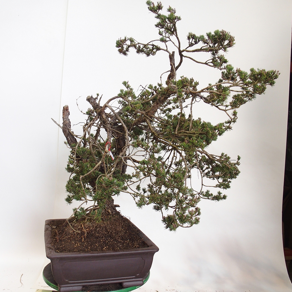 Yamadori - Pinus sylvestris Španielsko