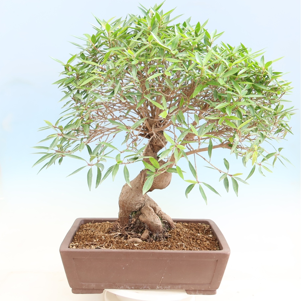 Izbové bonsaje - Ficus nerifolia - fíkus drobnolistý