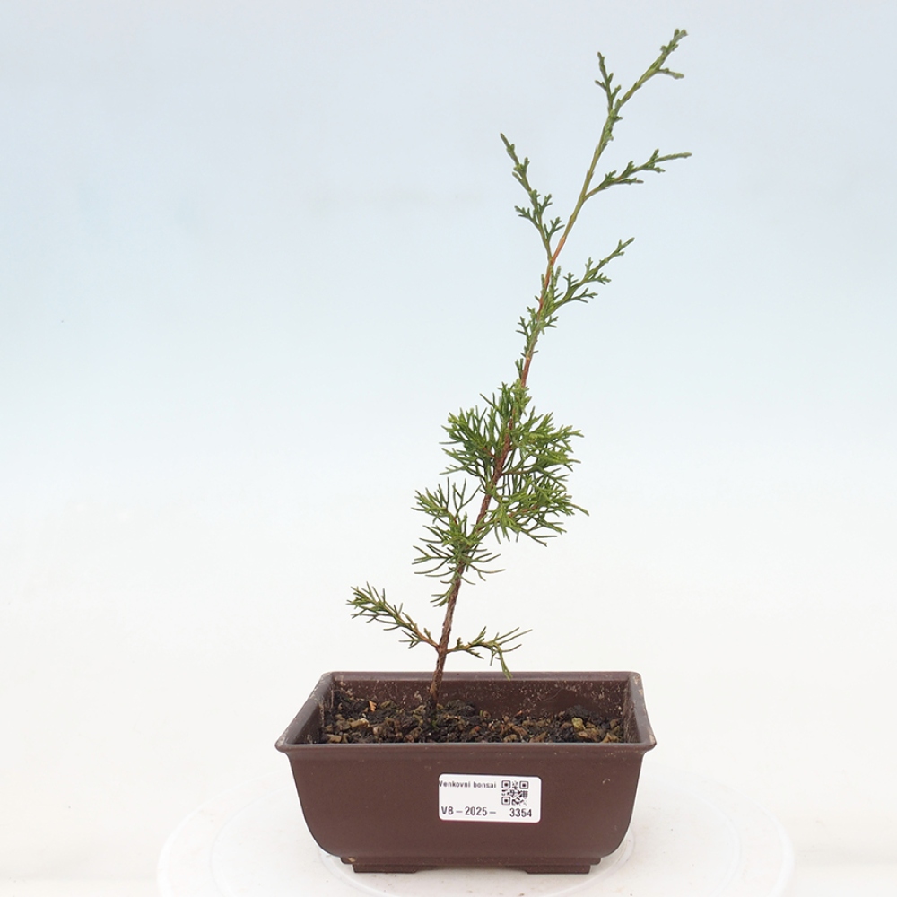Vonkajší bonsai - Juniperus chinensis Itoigawa -Jalovec čínsky