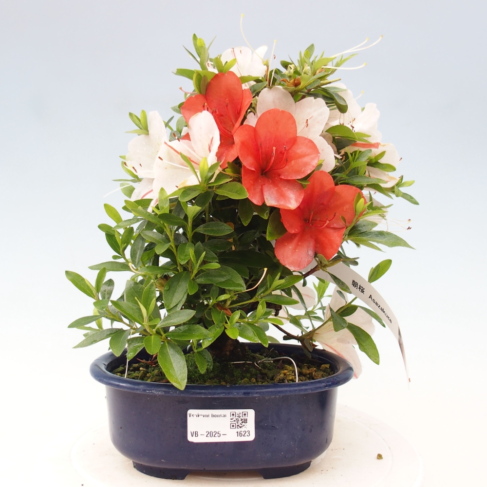 Vonkajší bonsai - Japonská azalka -  Azalea Asazakura
