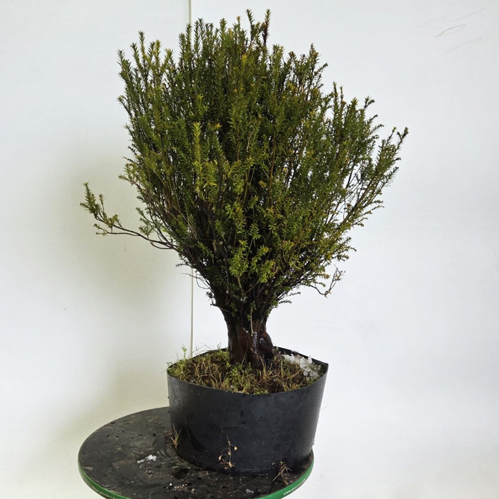 Vonkajší bonsaj japonský tis - Taxus cuspidata