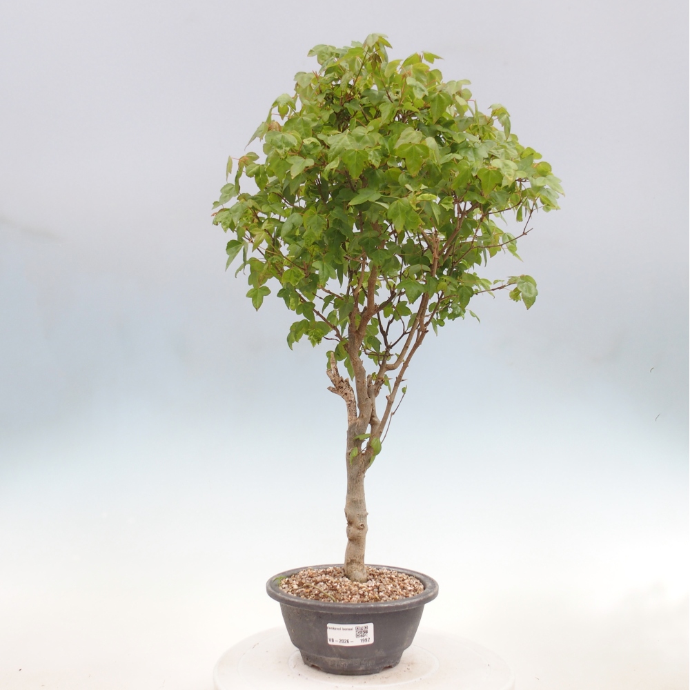 Vonkajšia bonsaj - Acer Buergerianum - Hamburgerový javor