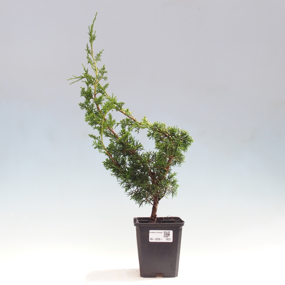Vonkajší bonsaj - Juniperus chinensis Itoigawa