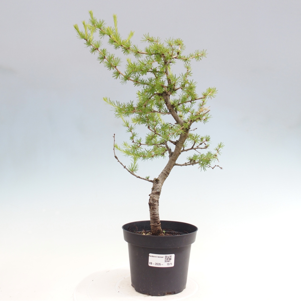 Vonkajšie bonsaje -Larix decidua - Smrekovec