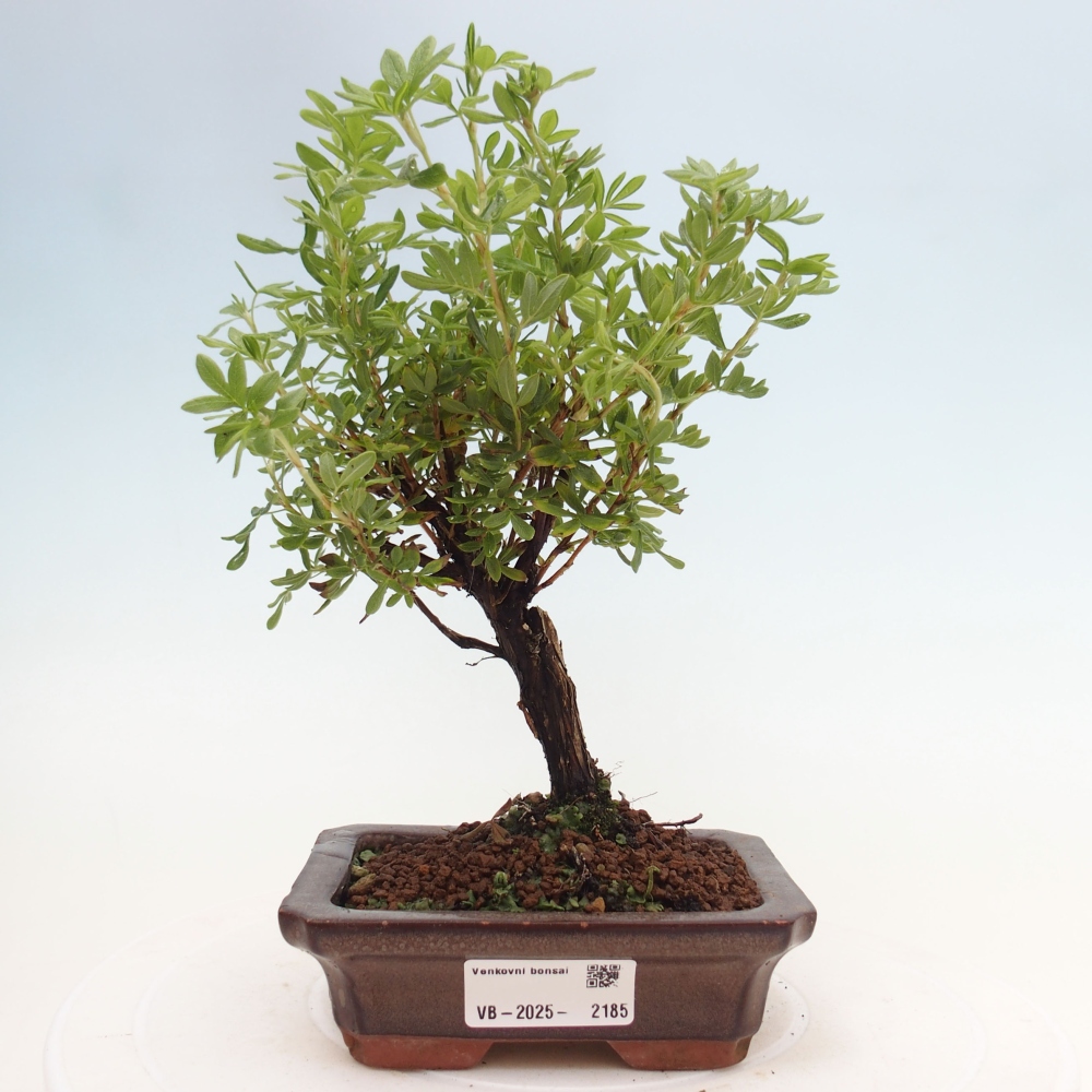 Vonkajšia bonsai-Nátržník krovitá - potentila fruticosa yellow Bird