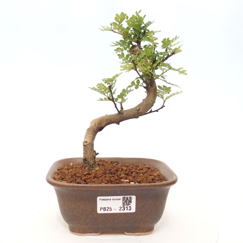 Izbová bonsai - Zantoxylum piperitum - korenistý