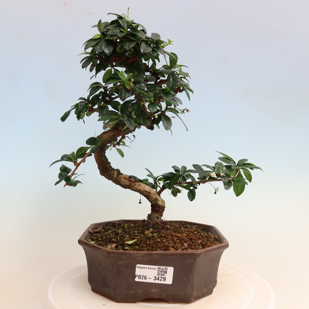 Izbové bonsaje - Carmona macrophylla - Tea fuki