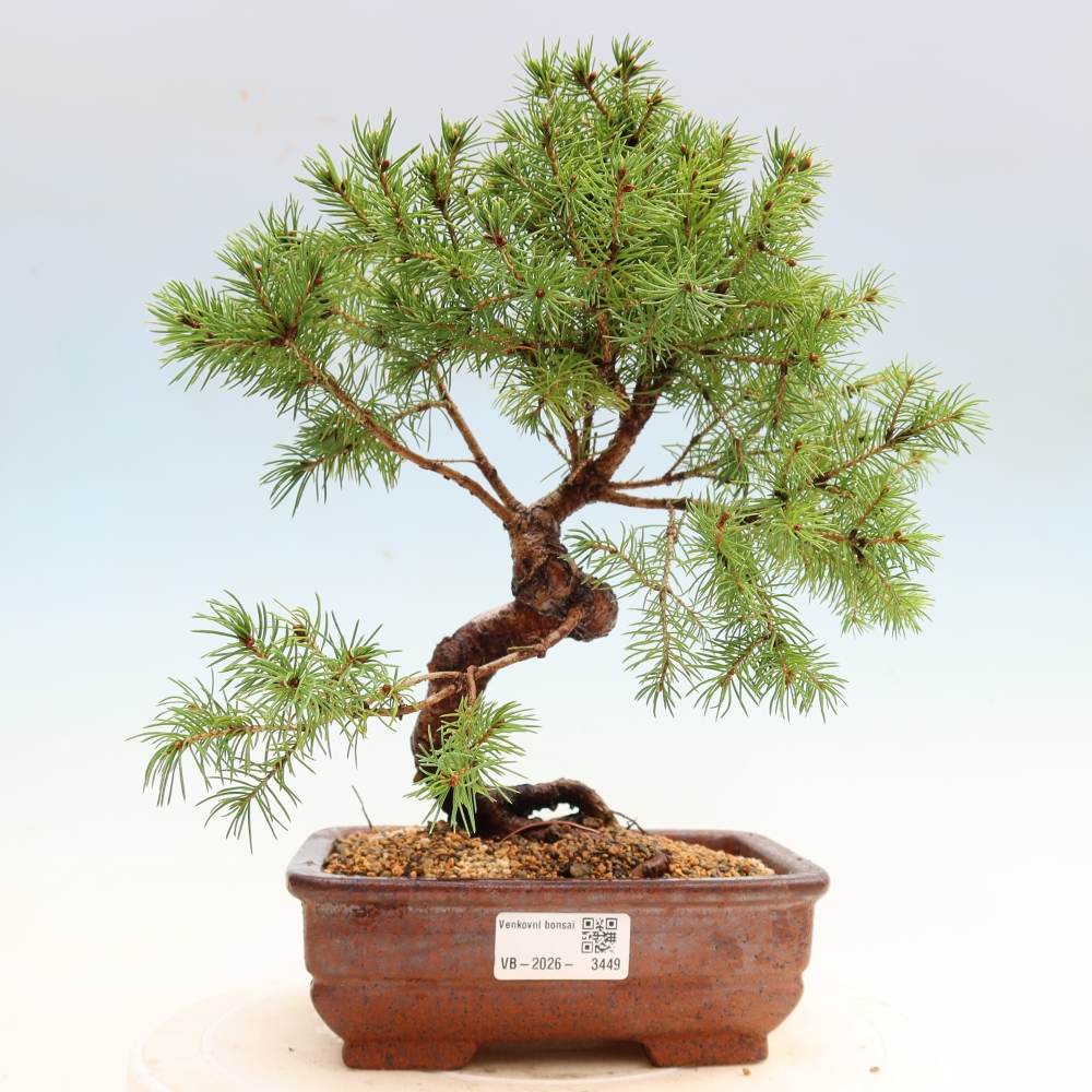 Vonkajší bonsai – Smrek sivý – Picea glauca globe