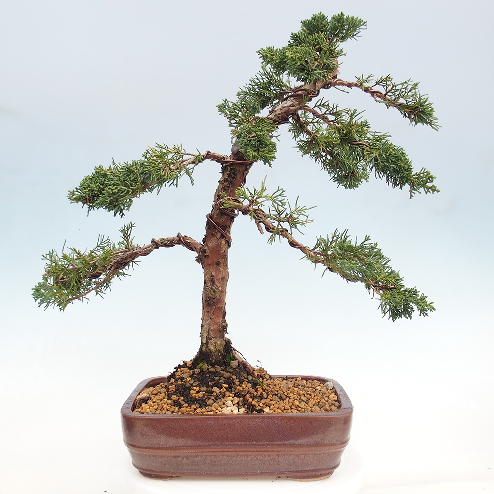 Vonkajší bonsaj - Juniperus chinensis Kishu