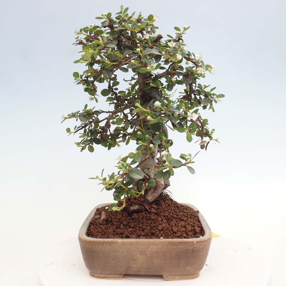 Vonkajší bonsai-Cotoneaster dammeri - Skalník Damerov