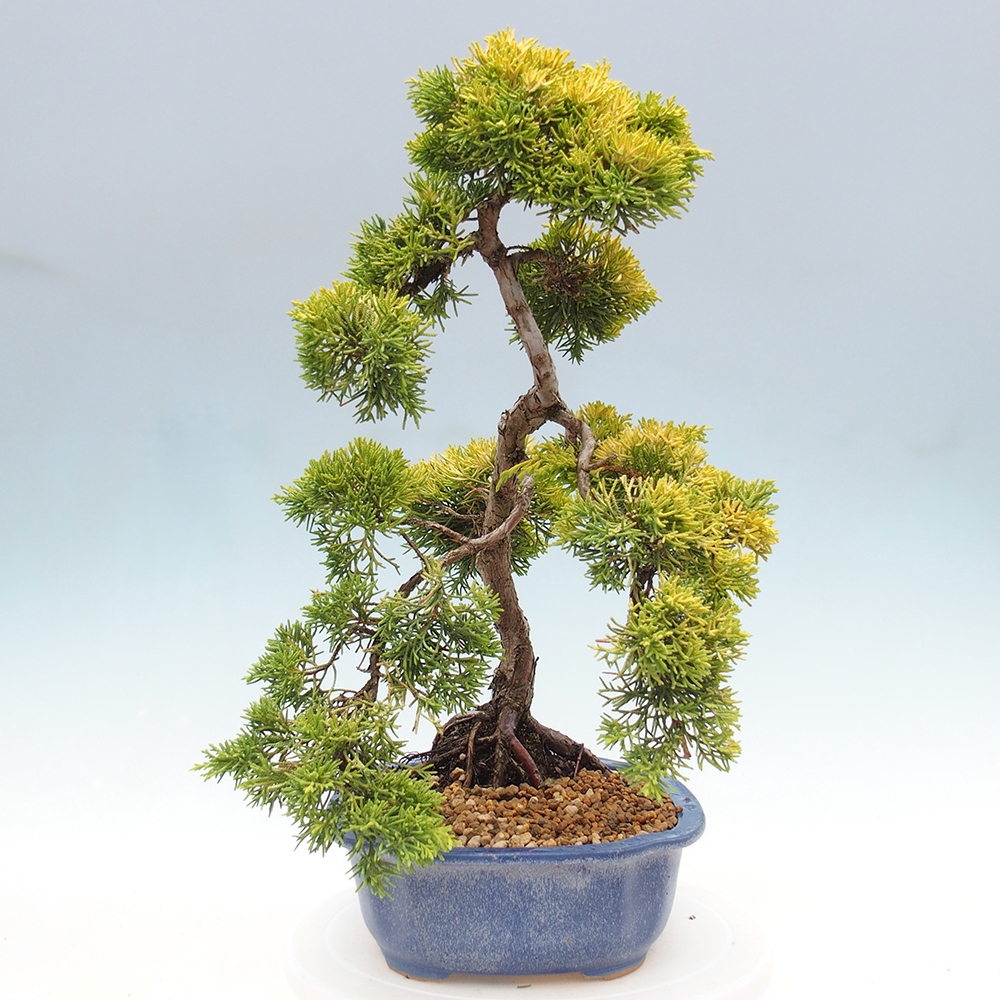 Vonkajší bonsai - Juniperus chinensis plumosa aurea - Borievka čínska zlatá