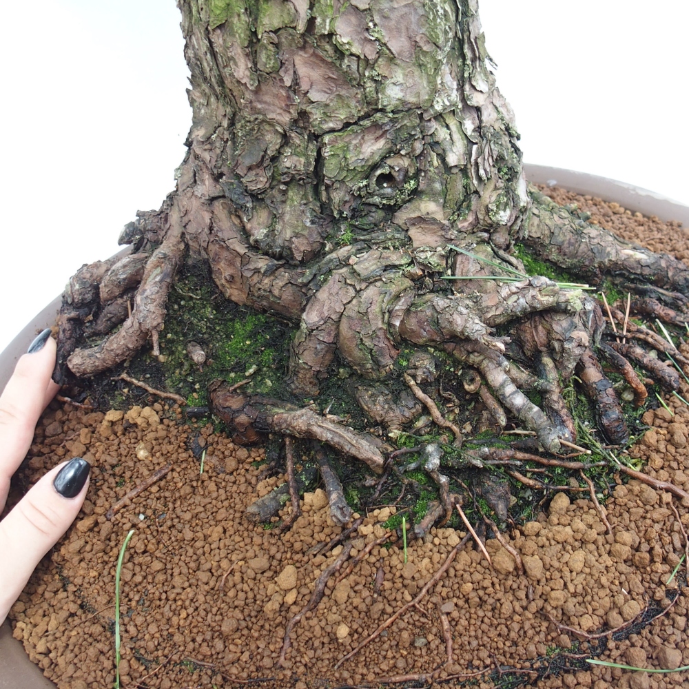 Vonkajšie bonsai - Pinus thunbergii - Borovica thunbergova