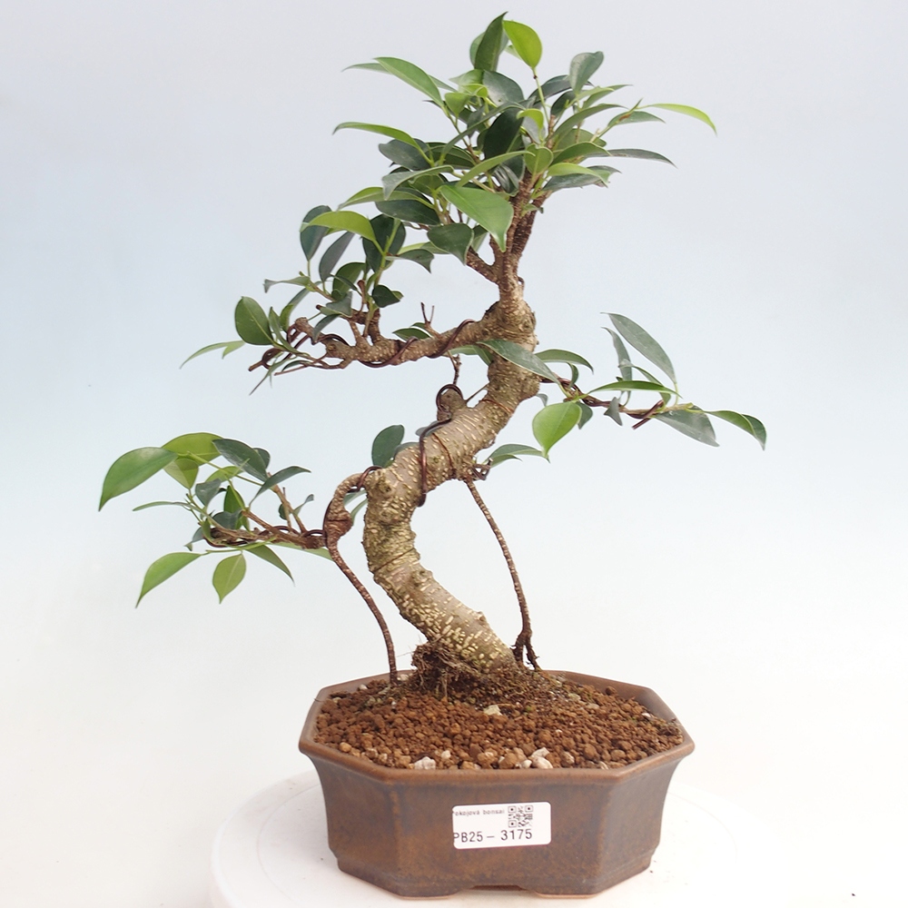 Izbová bonsai - Ficus retusa - malolistá fikus