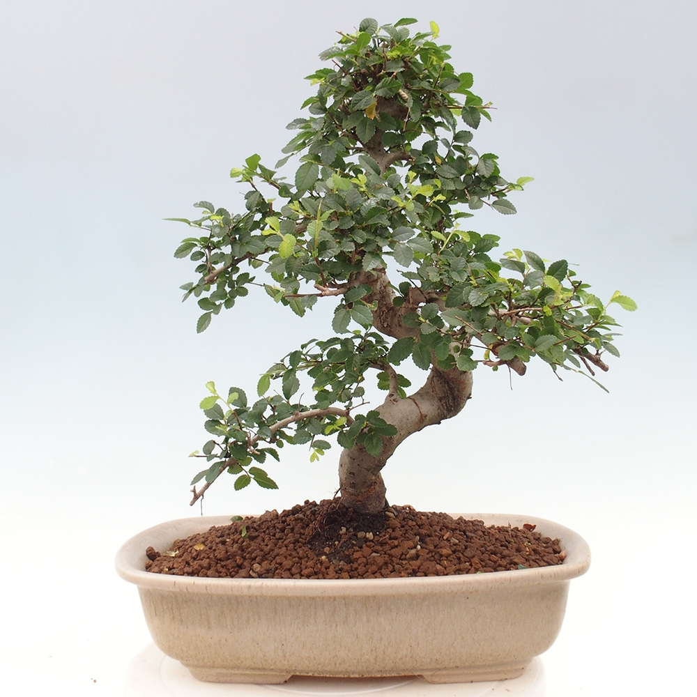 Izbová bonsai - Ulmus parvifolia - Malolistý brest