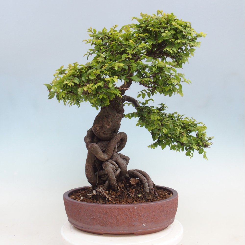 Vonkajší bonsaj - Ulmus parvifolia Hokkaido - čínsky brest