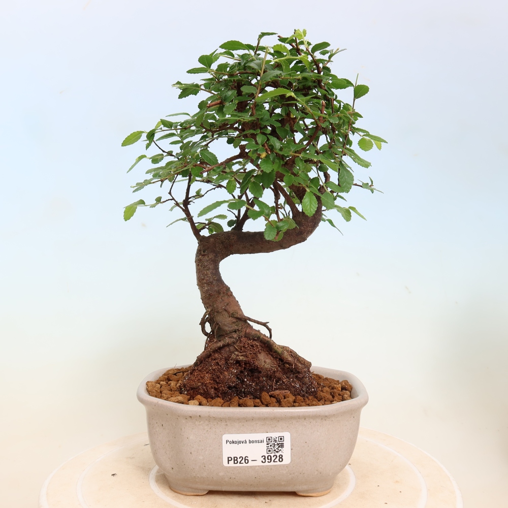 Izbový bonsaj - Ulmus parvifolia - brest malolistý