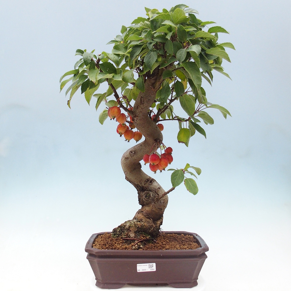 Vonkajší bonsai -Malus halliana - Maloplodá jabloň