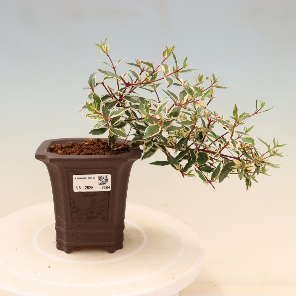 Vonkajší bonsai – Abelia gr. Confetti – Abélie veľkokvetá