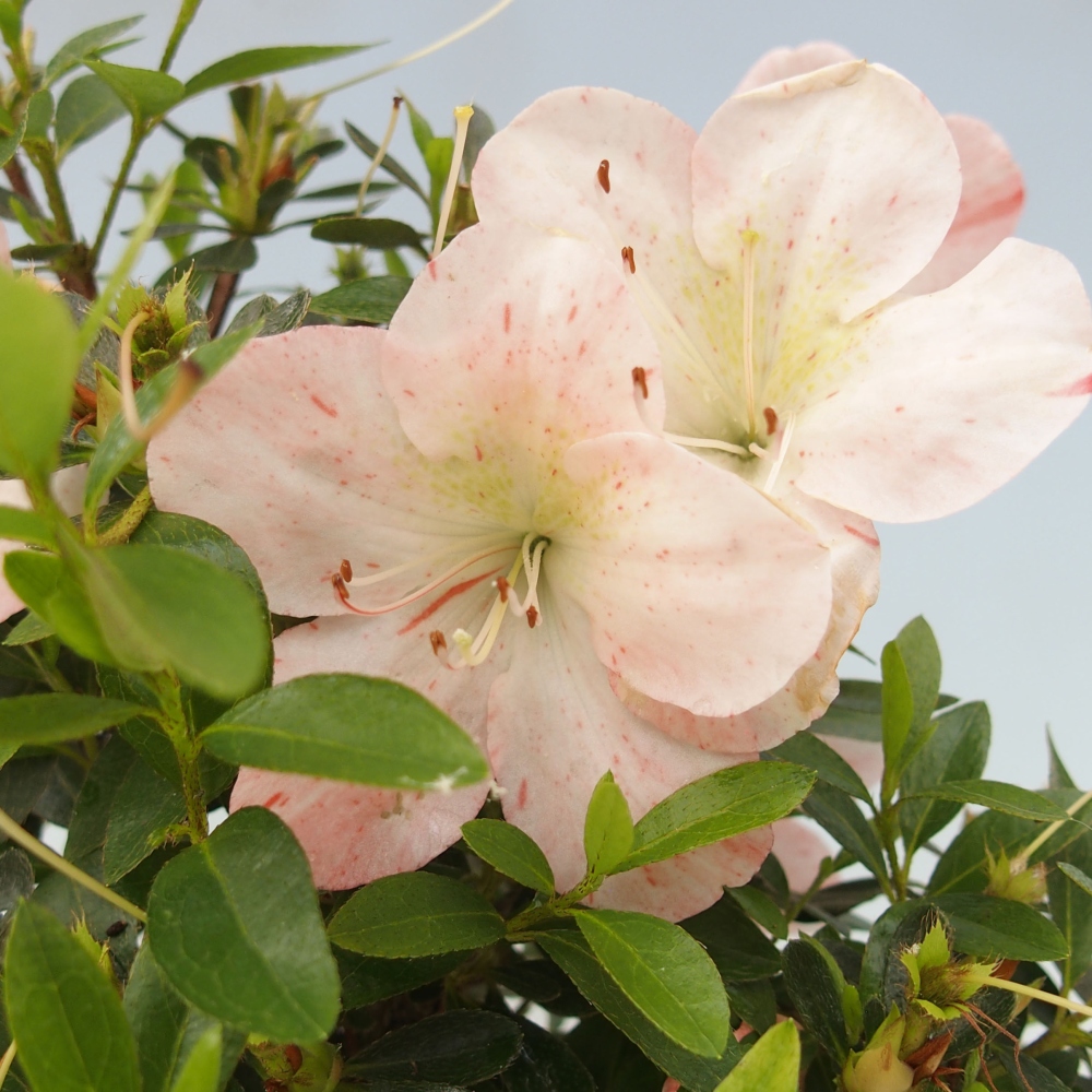 Vonkajší bonsai - Japonská azalka -  Azalea Asazakura