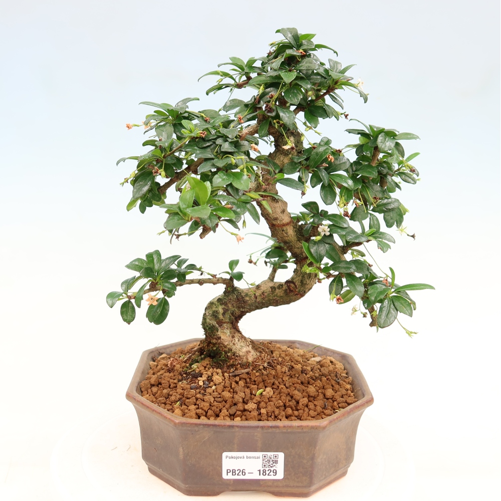 Izbové bonsaje - Carmona macrophylla - Tea fuki