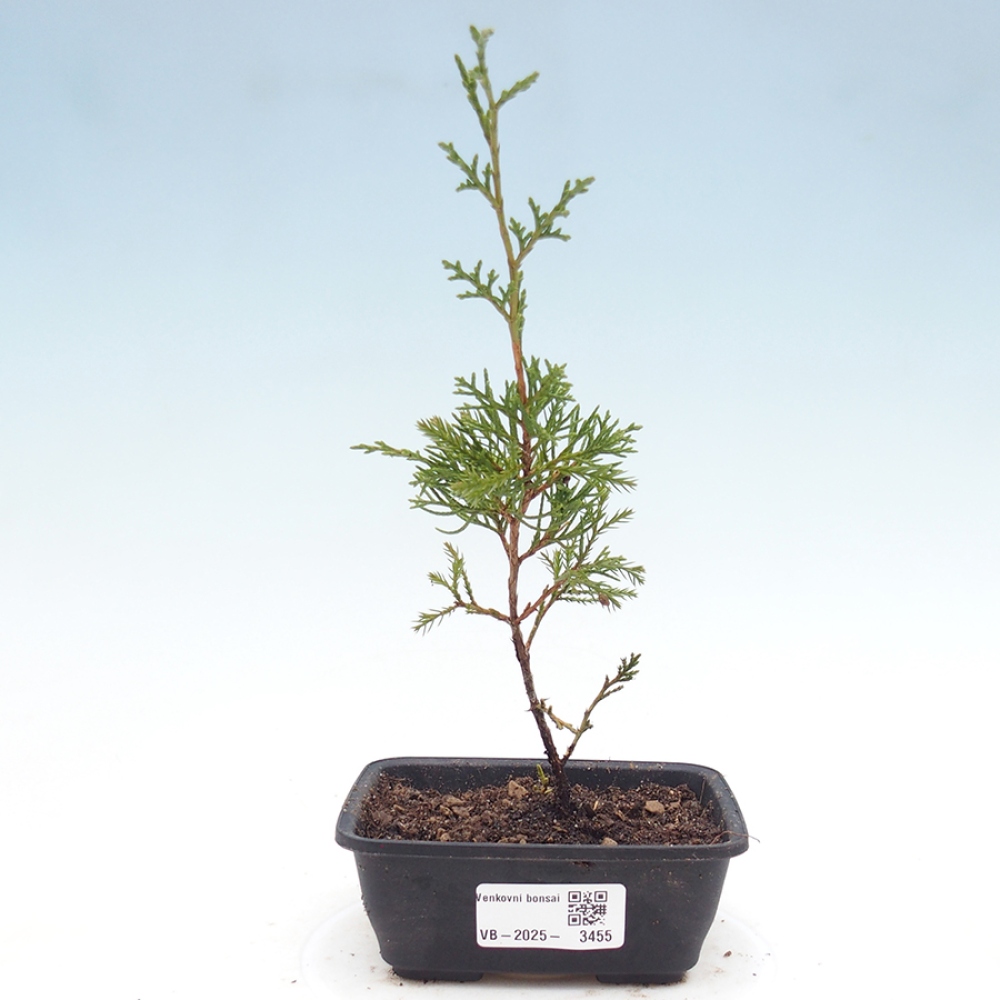 Vonkajší bonsaj - Juniperus chinensis Itoigawa
