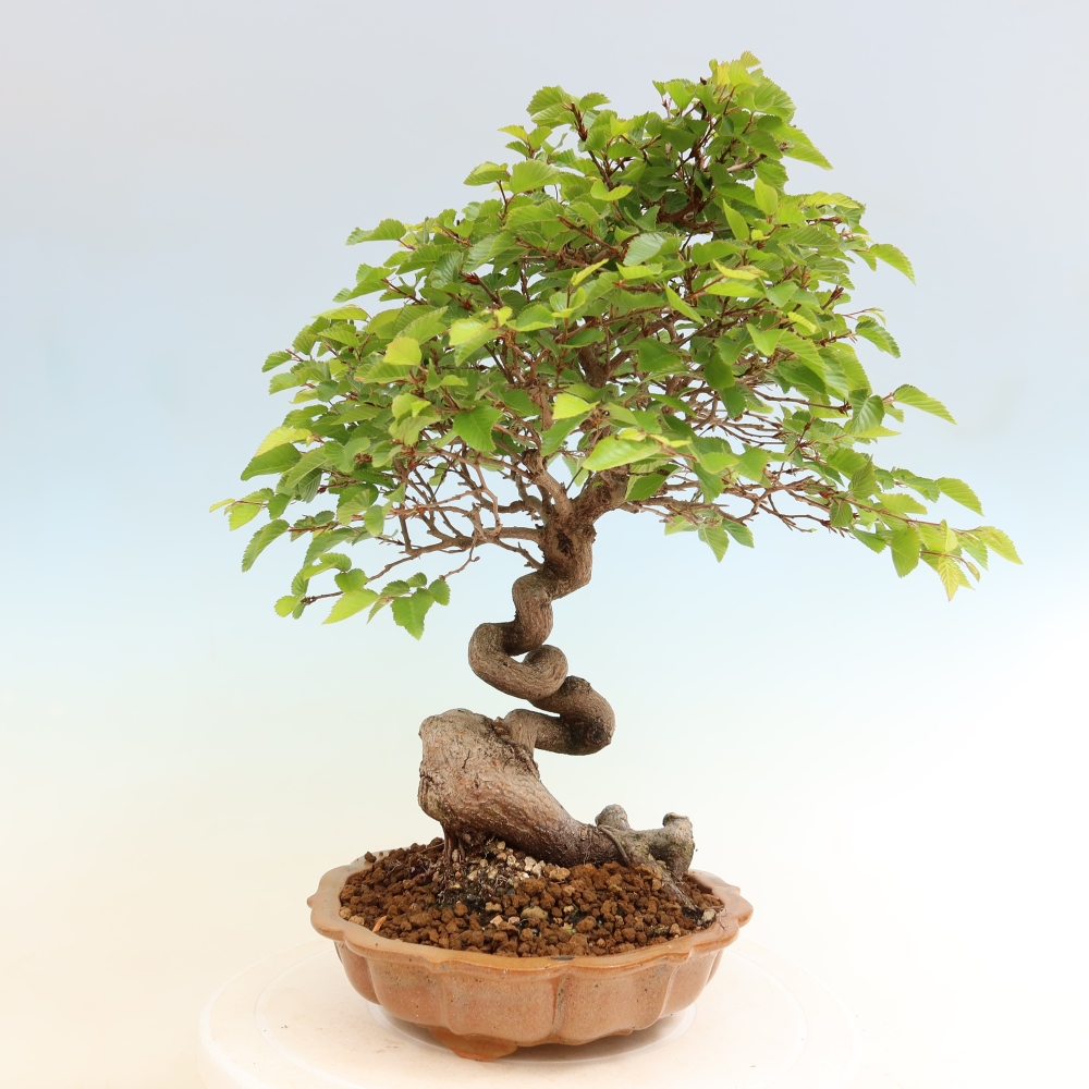Vonkajší bonsaj -Carpinus coreana - Hrab kórejský